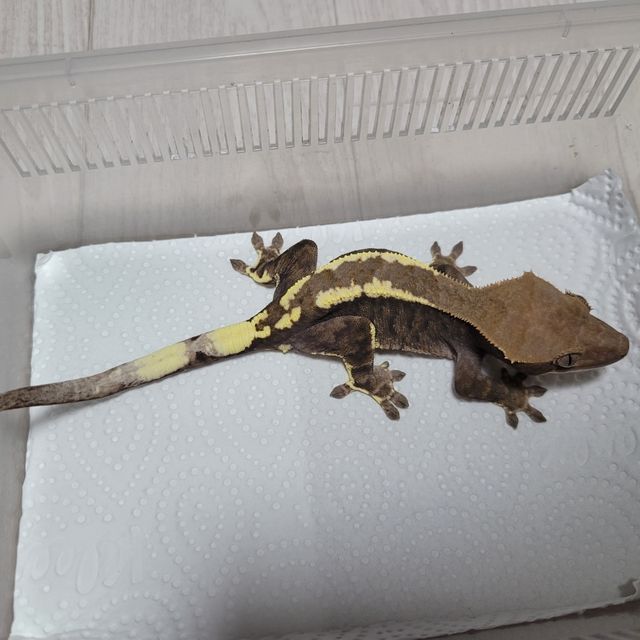 카푸치노