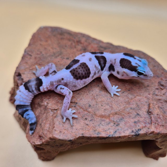 오레오 화이트아웃