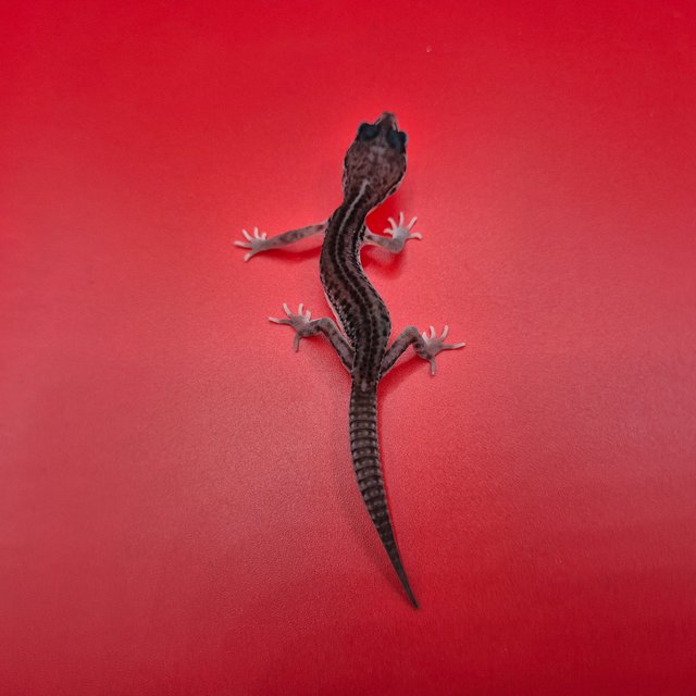 슈퍼스노우 블랙나이트