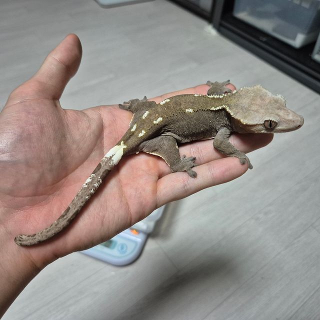 아잔틱