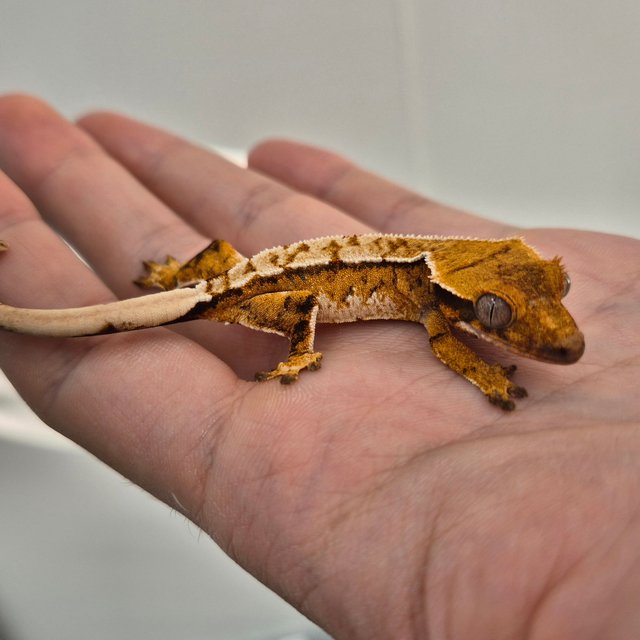 텐저린 트라이 익스트림할리퀸 화이트크라운