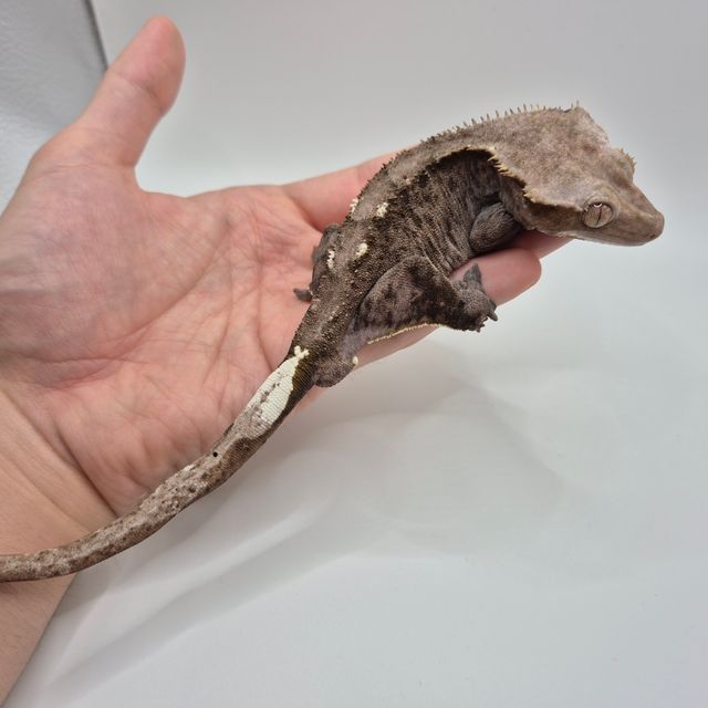 아잔틱