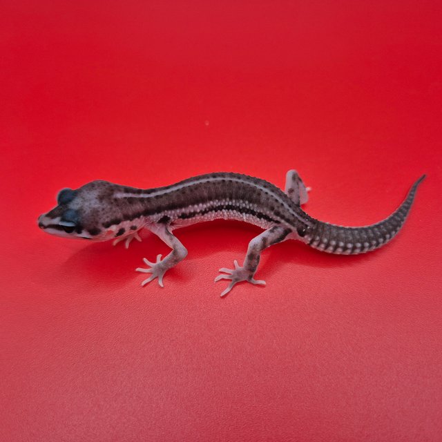 슈퍼스노우 블랙나이트