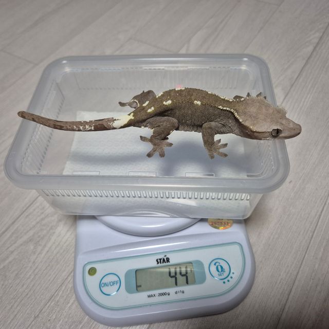 아잔틱
