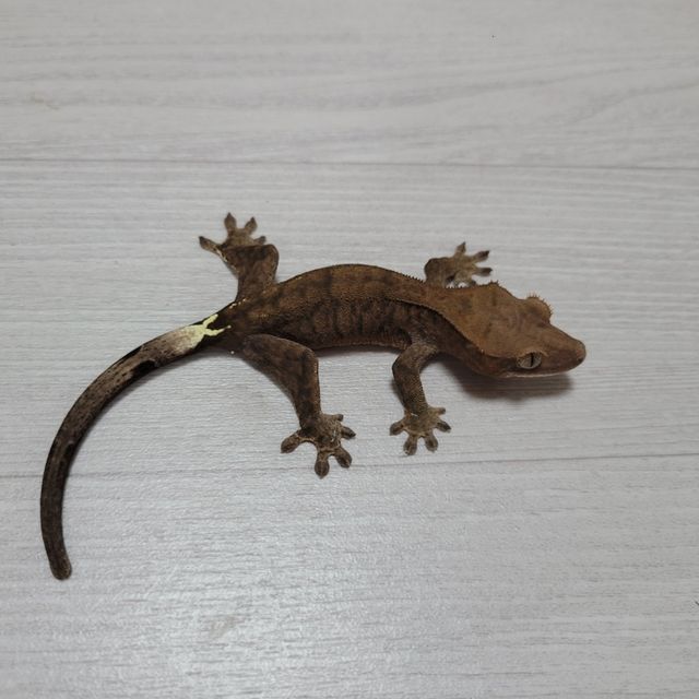 카푸치노 팬텀 다크