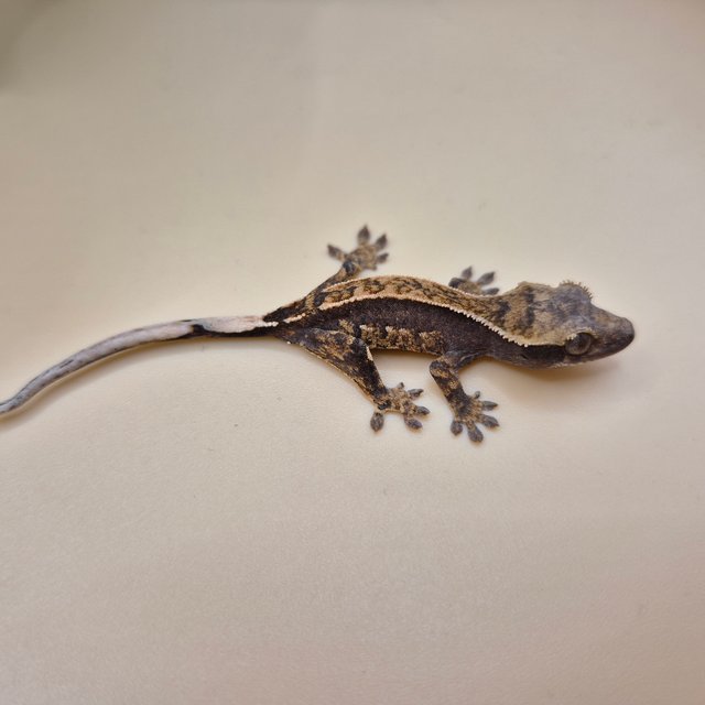 핀스트라이프 100%헷아잔틱