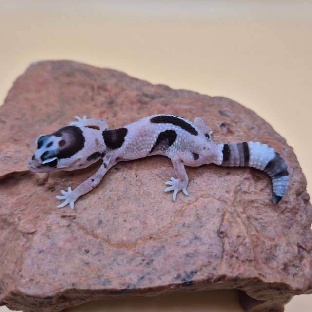 오레오 화이트아웃