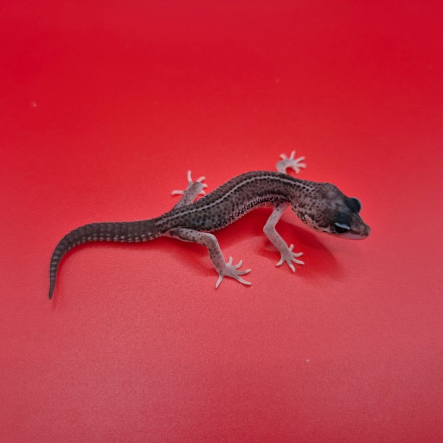 슈퍼스노우 블랙나이트