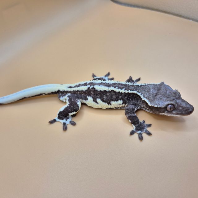 릴잔틱
