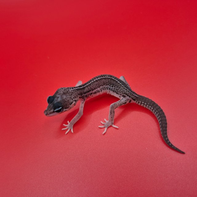 슈퍼스노우 블랙나이트