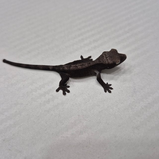 슈퍼 세이블 아잔틱