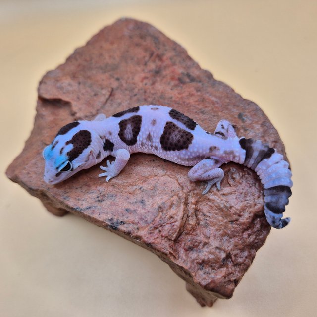 오레오 화이트아웃