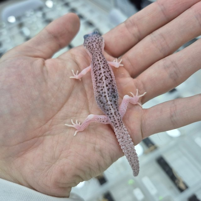 갤럭시