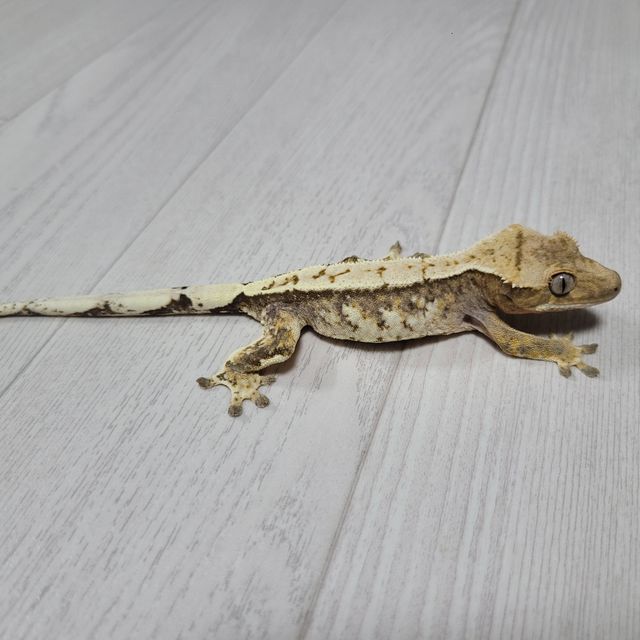 익스트림할리퀸 트라이