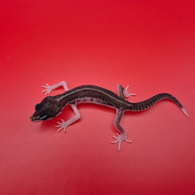 슈퍼스노우 블랙나이트