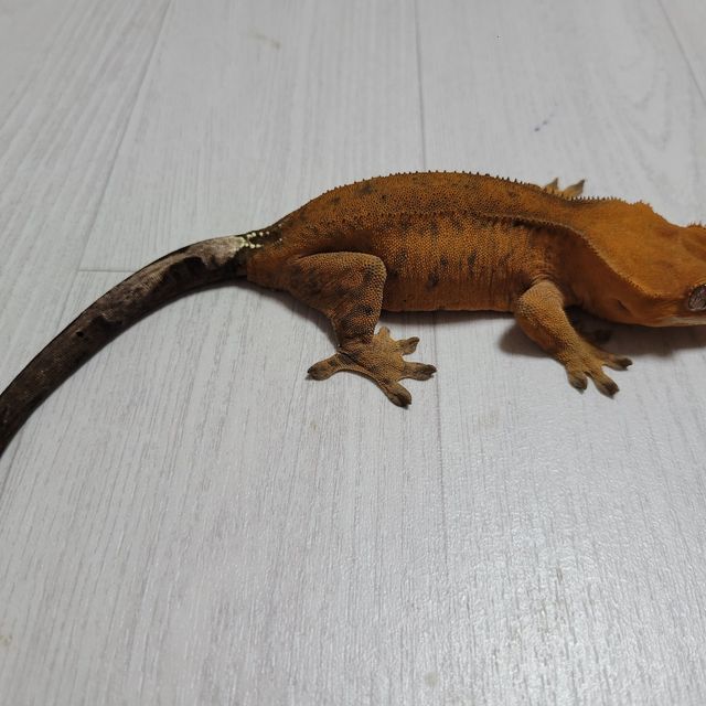 카푸치노