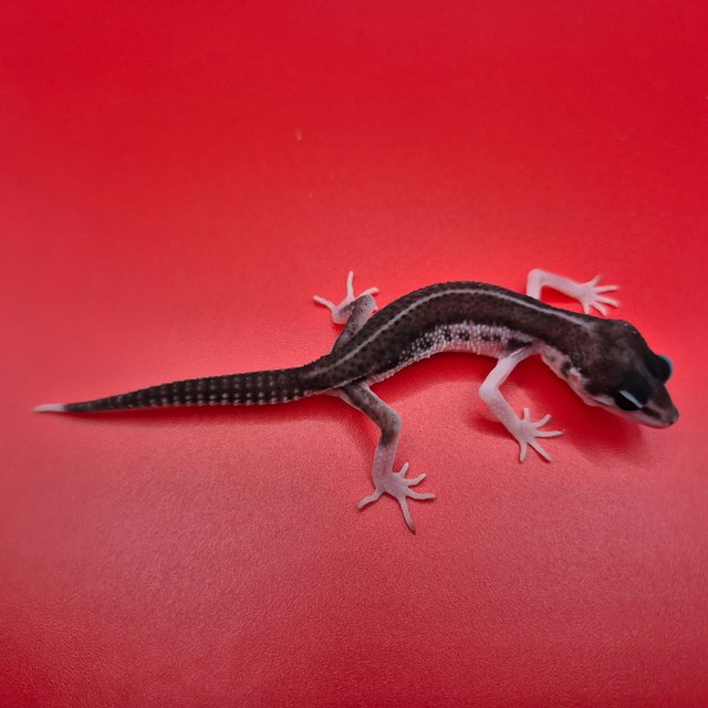 슈퍼스노우 블랙나이트