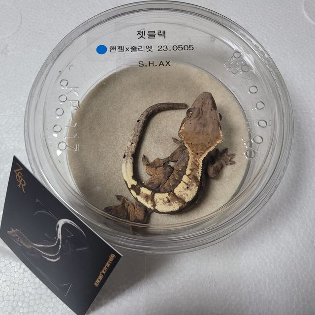 세이블 100%헷아잔틱