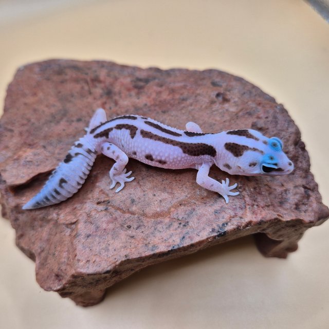 오레오 화이트아웃