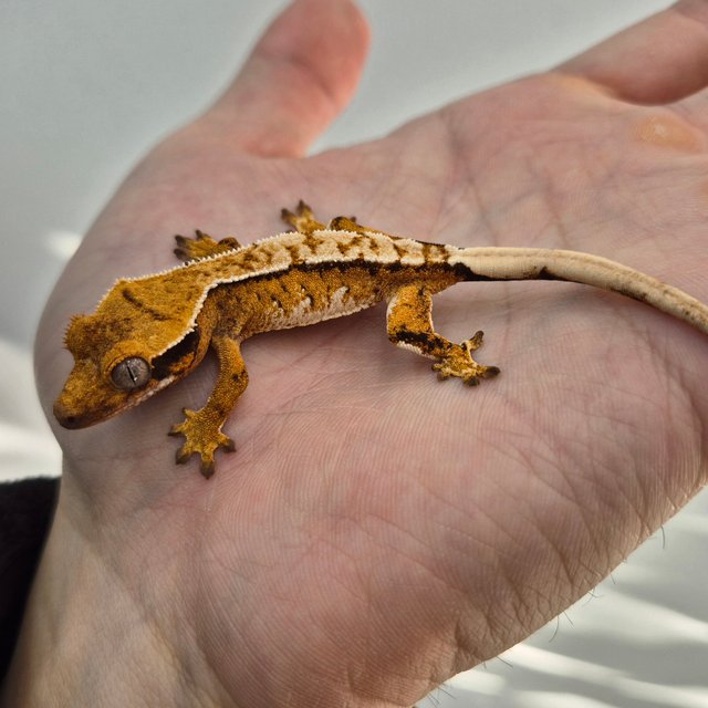 텐저린 트라이 익스트림할리퀸 화이트크라운