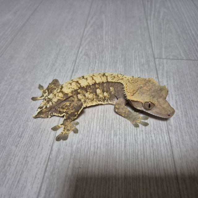 화이트스팟