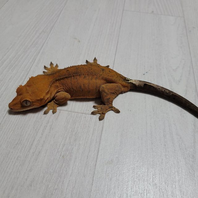 카푸치노