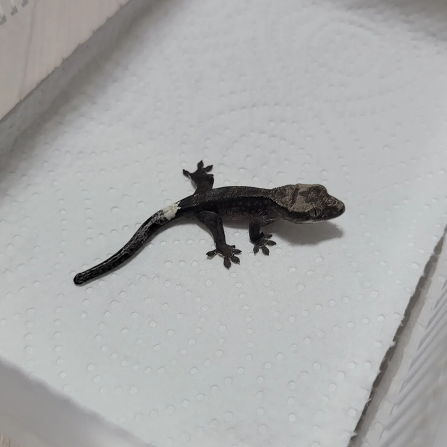 아잔틱