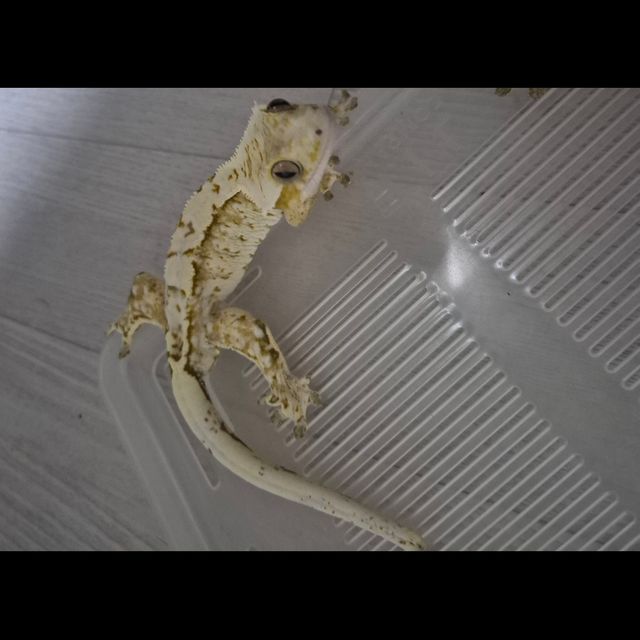 크림시클