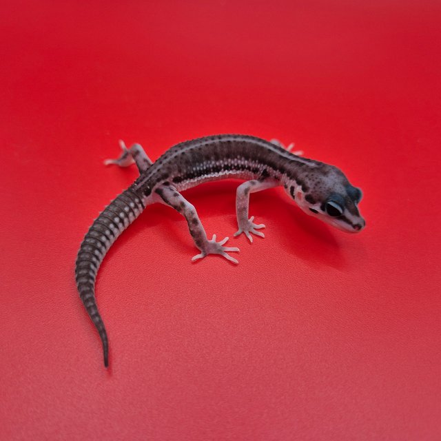 슈퍼스노우 블랙나이트