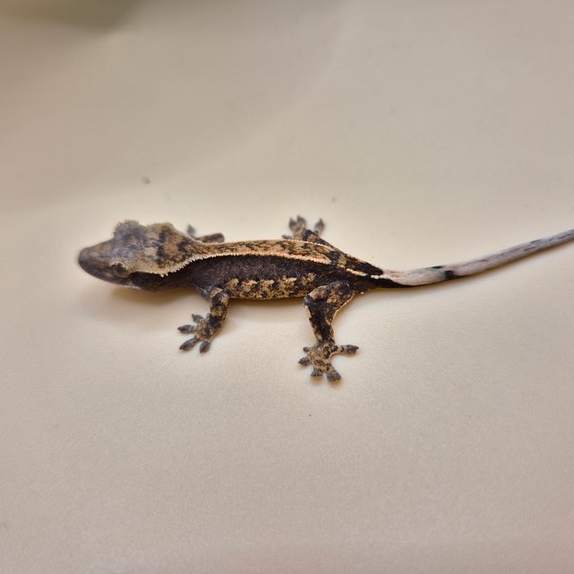 핀스트라이프 100%헷아잔틱