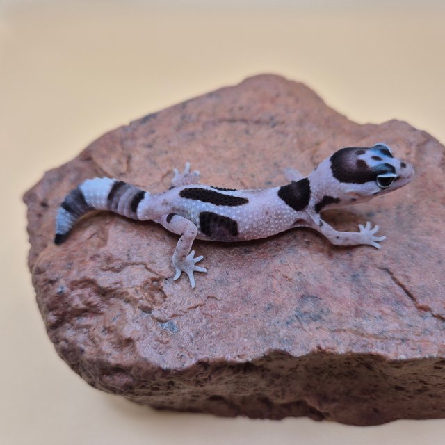 오레오 화이트아웃