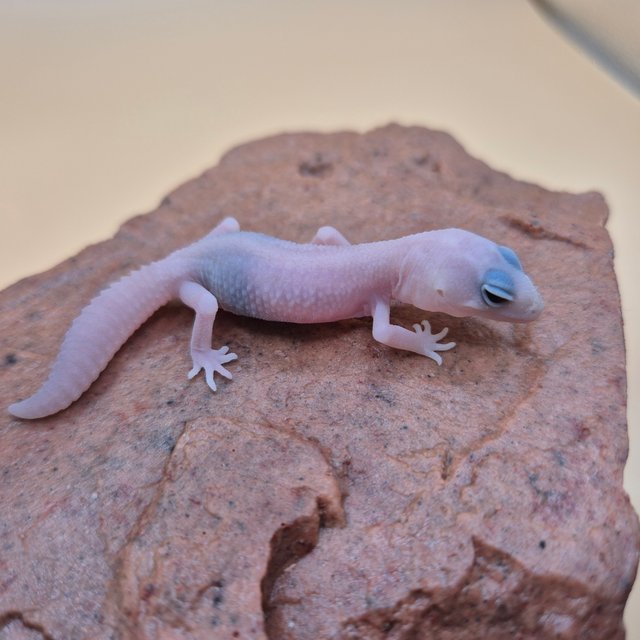 아멜라니스틱 오레오 패턴리스