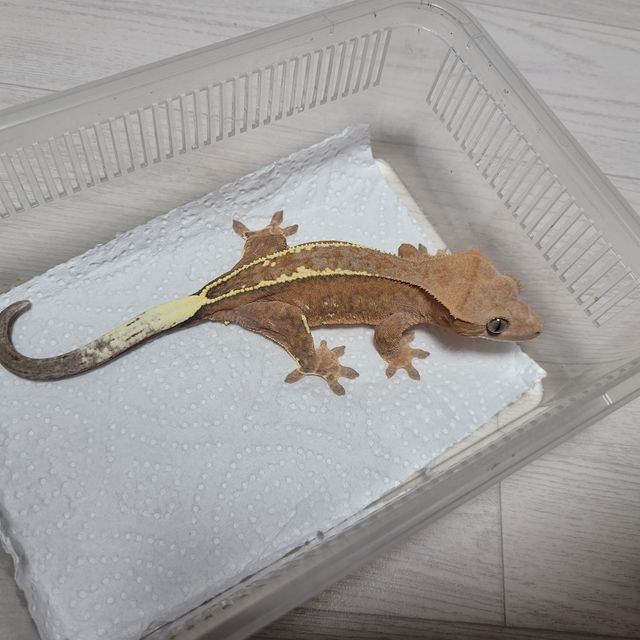 레드 핀스트라이프 카푸치노