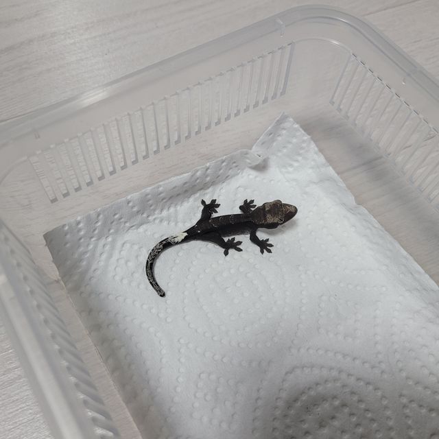 아잔틱