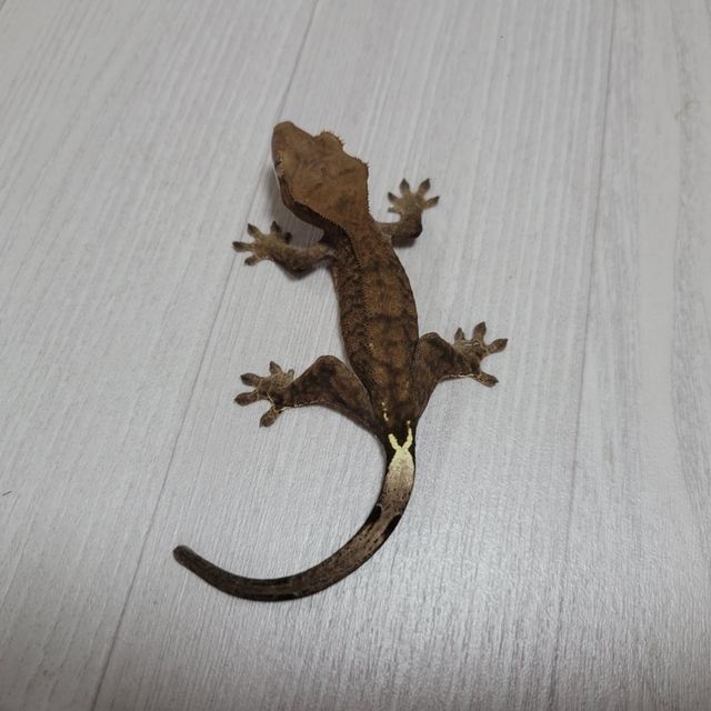 카푸치노 팬텀 다크