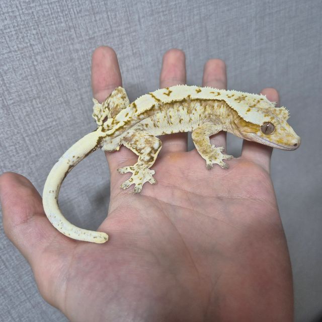 크림시클