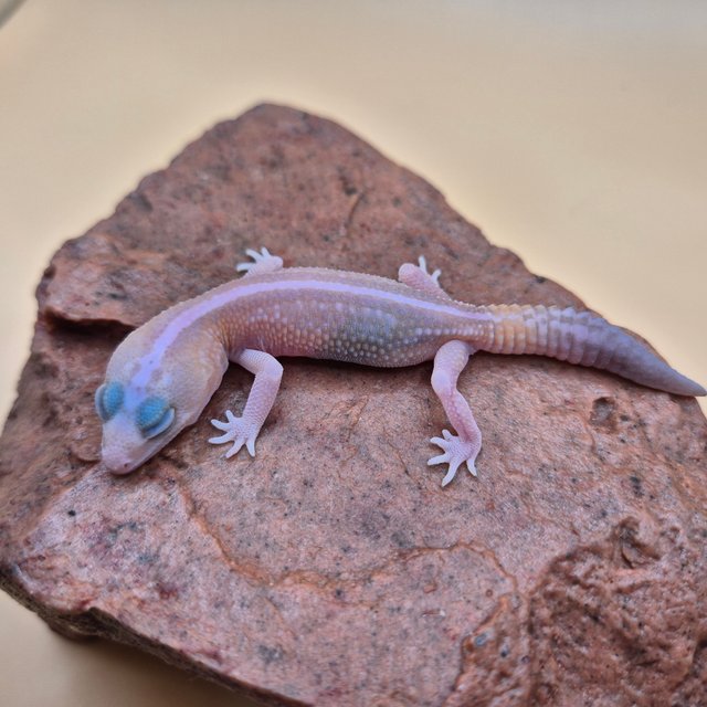 화이트아웃 아멜라니스틱 패턴리스