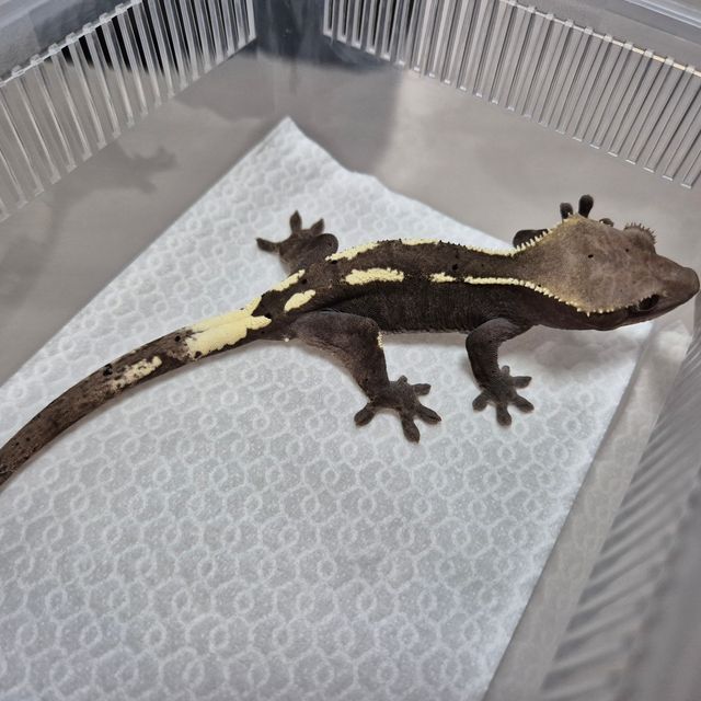 세이블 아잔틱