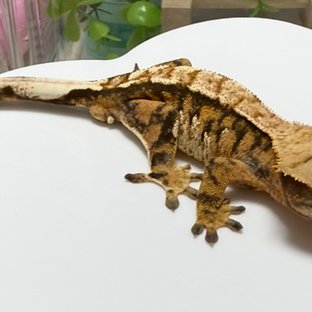 노멀 텐저린 트라이 익스트림할리퀸