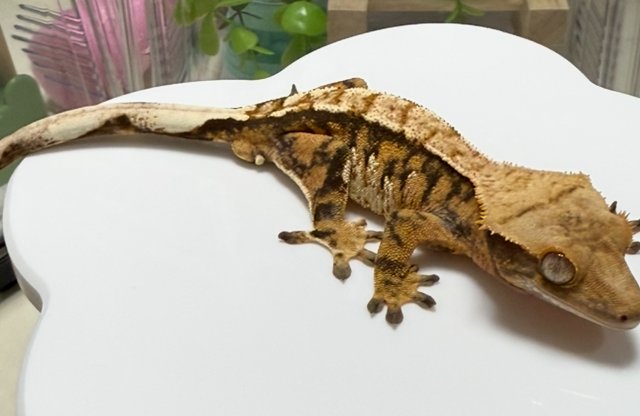 노멀 텐저린 트라이 익스트림할리퀸