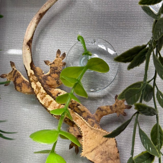 노멀 텐저린 트라이 익스트림할리퀸