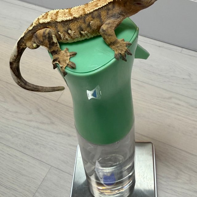 노멀 텐저린 트라이 익스트림할리퀸