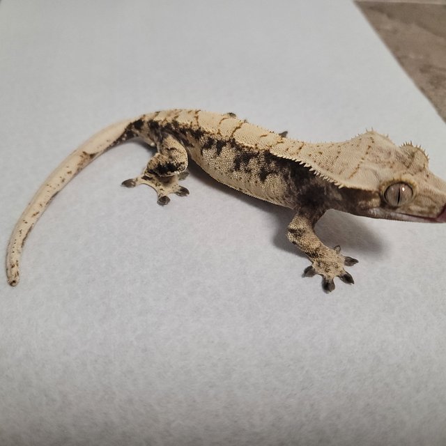 노멀 화이트스팟 드리피 크림