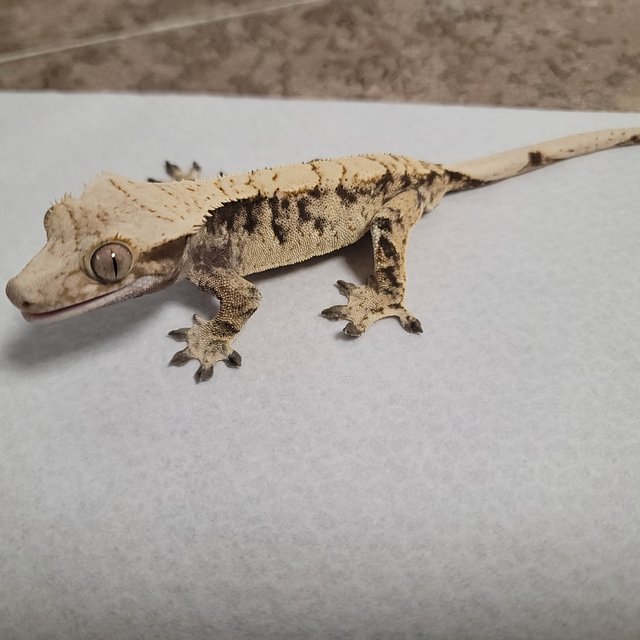 노멀 화이트스팟 드리피 크림