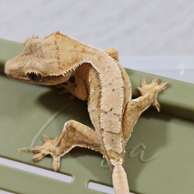화이트스팟 화이트포트홀 크림