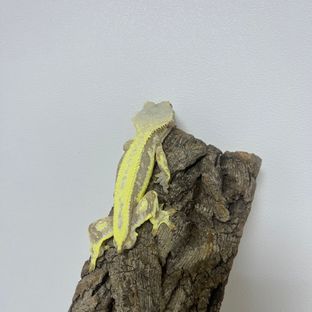 레드 릴리화이트