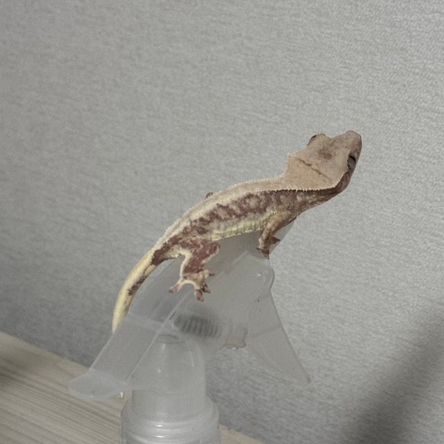 레드 릴리화이트