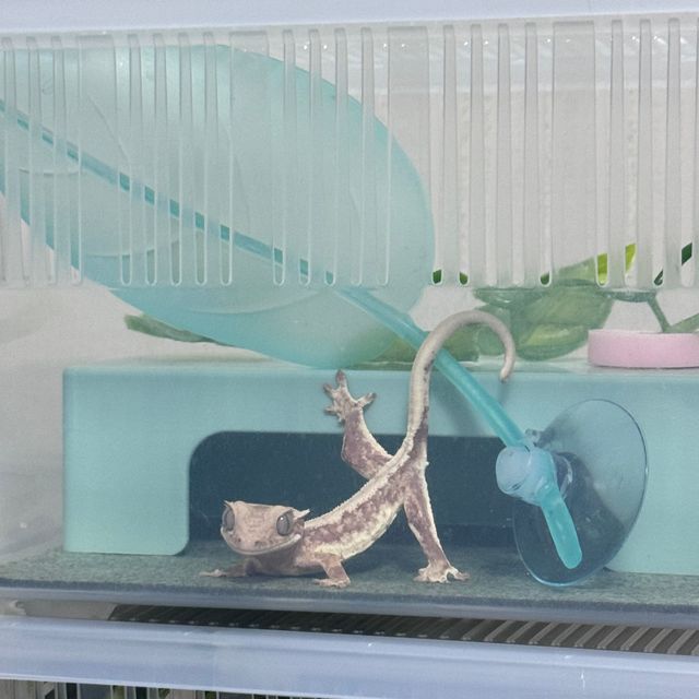 레드 릴리화이트