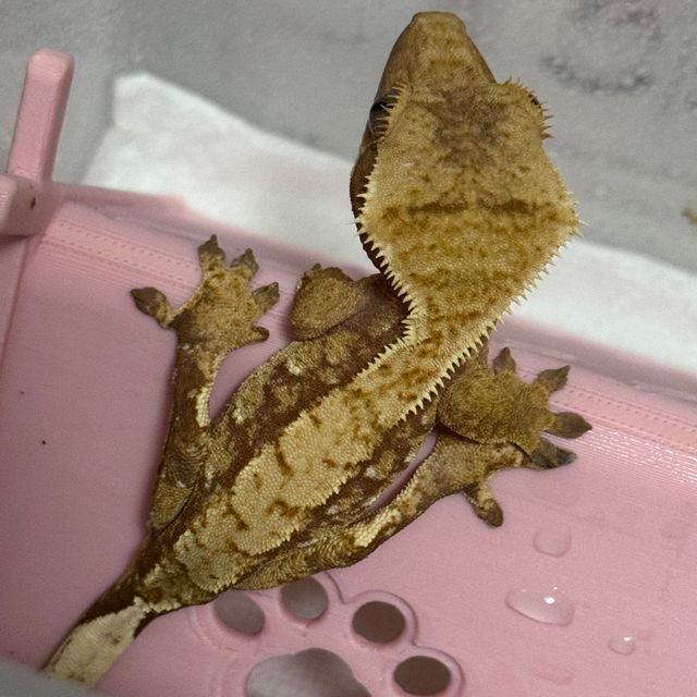 익스트림할리퀸 화이트스팟 레드