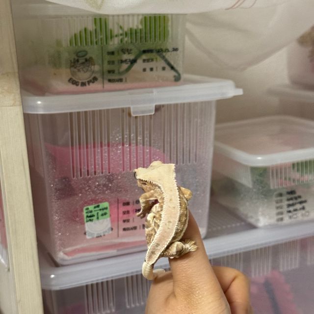 릴리화이트 크림